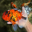 A Grade Tiger Oranda Female 7.5 inches #101626OR_16