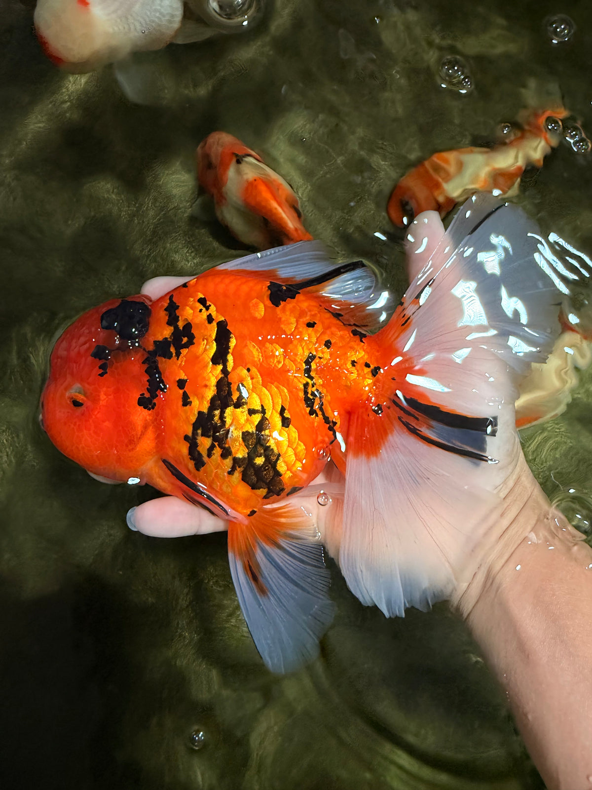 A Grade Tiger Oranda Female 7.5 inches #101626OR_16
