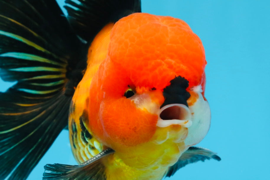 A Grade SUPER CUTE Apache Oranda Male 5.5 inches #072525OR_11