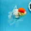 A Grade Red Cap Oranda Female 4.5 inches #0830OR_10