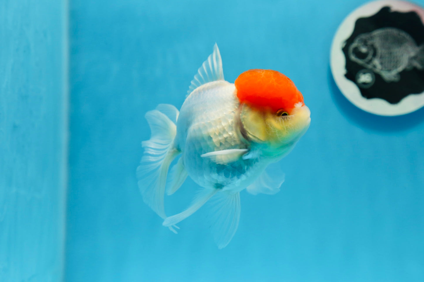 A Grade Red Cap Oranda Female 4.5 inches #0830OR_10