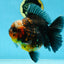 AAA Grade Godzilla Kirin Oranda Male 5.5 inches #050925OR_50