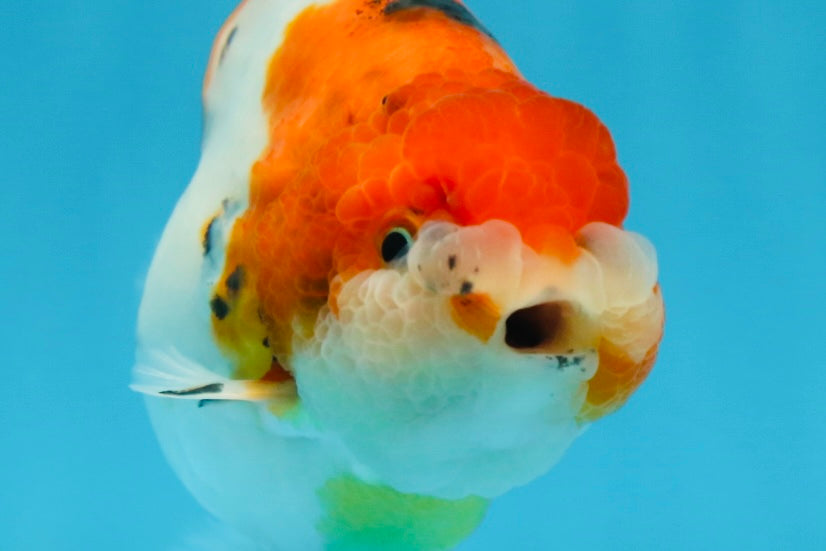 A Grade Freckled Chubby Calico LionKing 4.5 inches #062025LC_07