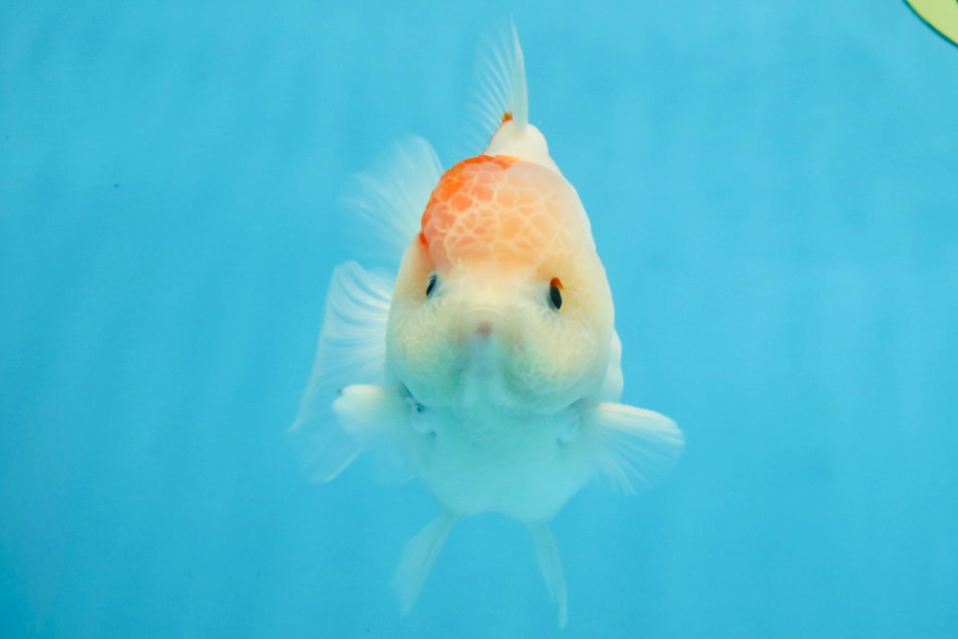 ADORABLE A Grade Sakura Yuanbao Male 4 inches #110725YB_10