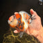 AAA Grade Marble Calico Yuanbao Female 5.5 inches #041726YB_19