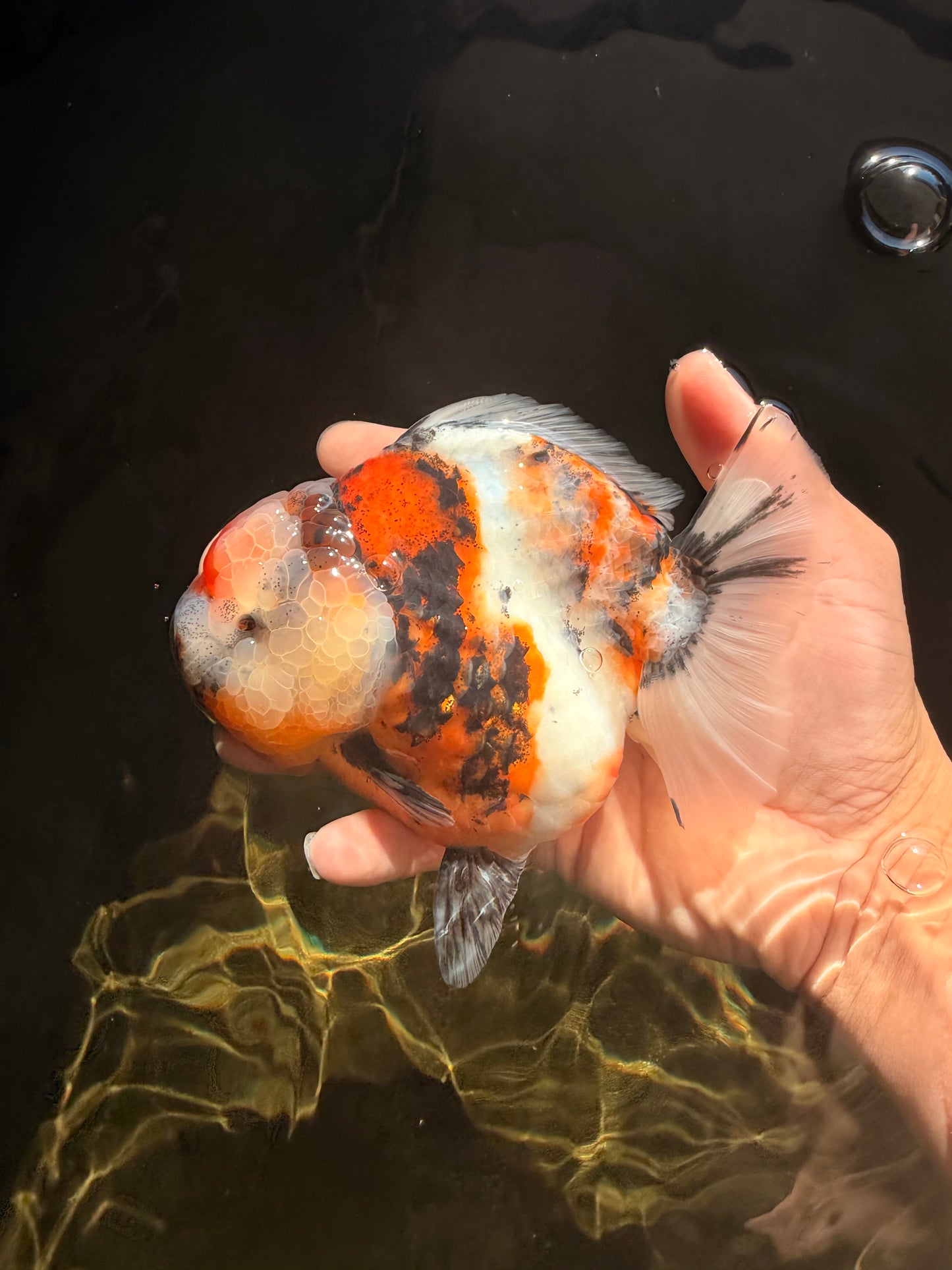 AAA Grade Marble Calico Yuanbao Female 5.5 inches #041726YB_19