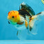 A Grade UNIQUE Tricolor Oranda Male 5.5 inches #072525OR_08
