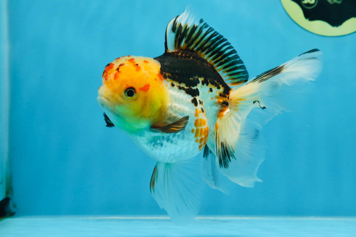 A Grade UNIQUE Tricolor Oranda Male 5.5 inches #072525OR_08