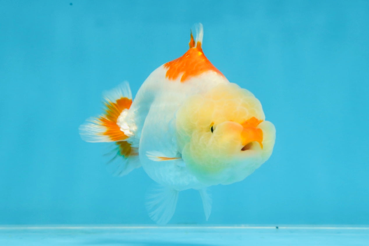 AAA Grade Red White Shark LionQueen 4 inches #101725LC_01