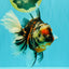 AAA Grade Special Sanke Calico Oranda Female 7 inches #071726OR_04