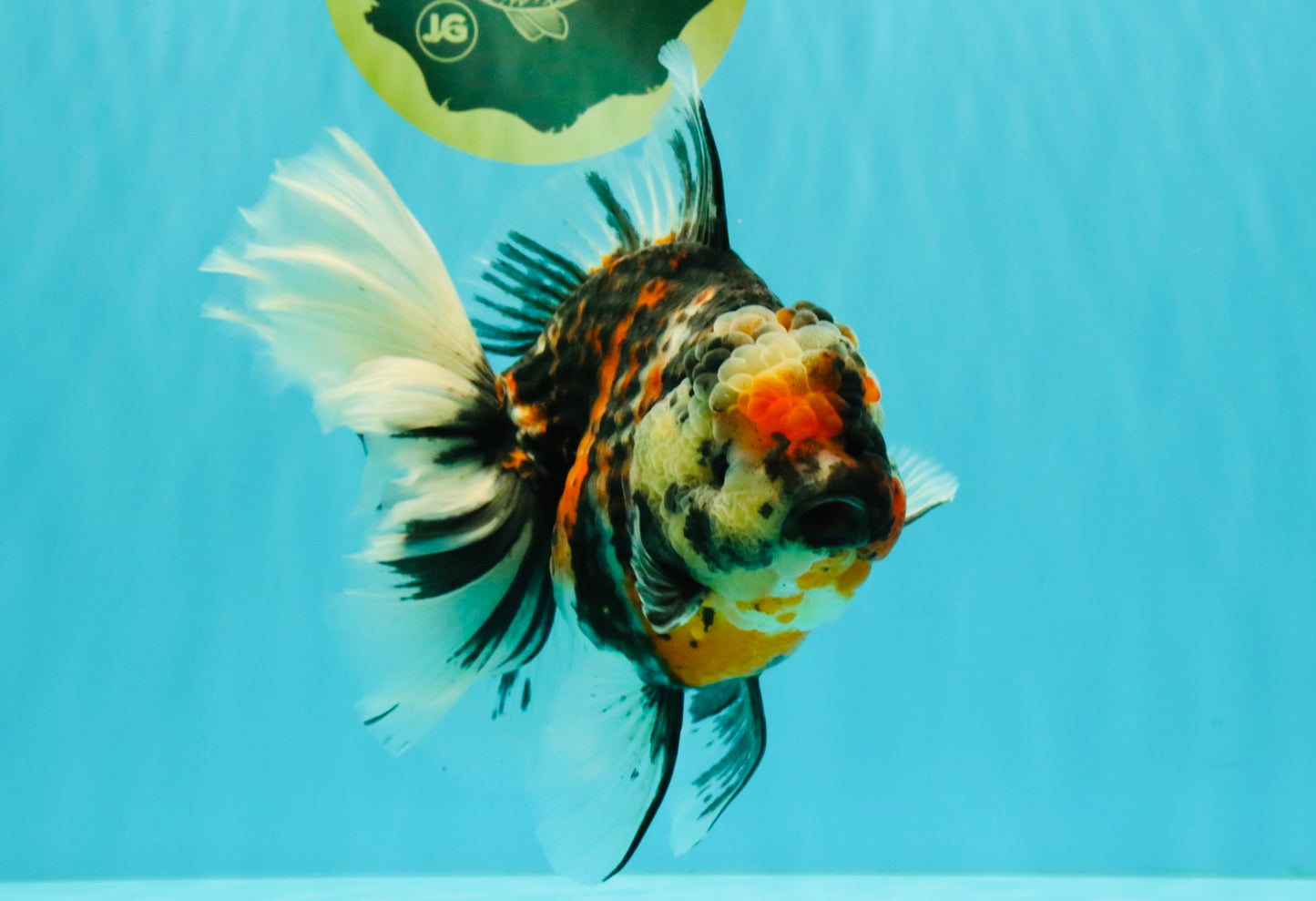 AAA Grade Special Sanke Calico Oranda Female 7 inches #071726OR_04