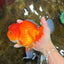 SUPER CUTE A Grade Red White Oranda Female 6.5 inches #110725OR_01