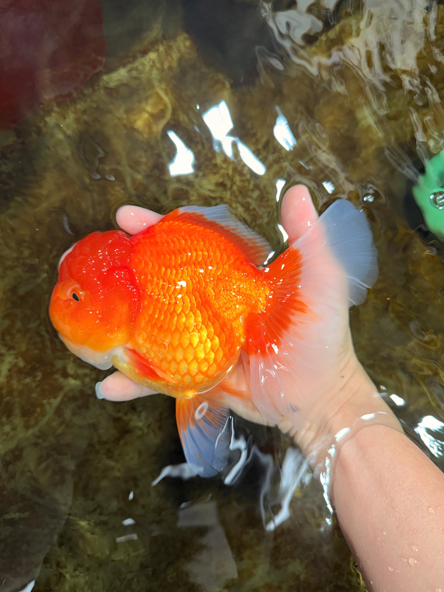 SUPER CUTE A Grade Red White Oranda Female 6.5 inches #110725OR_01