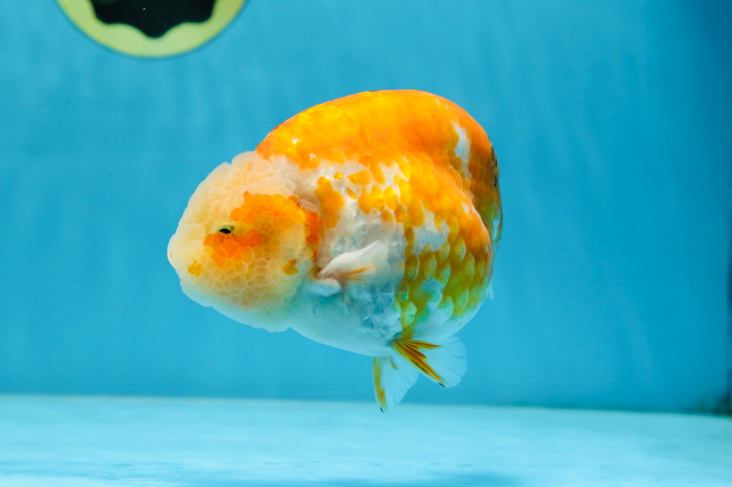 AAA Grade Sakura LionKing 5 inches #062025LC_08