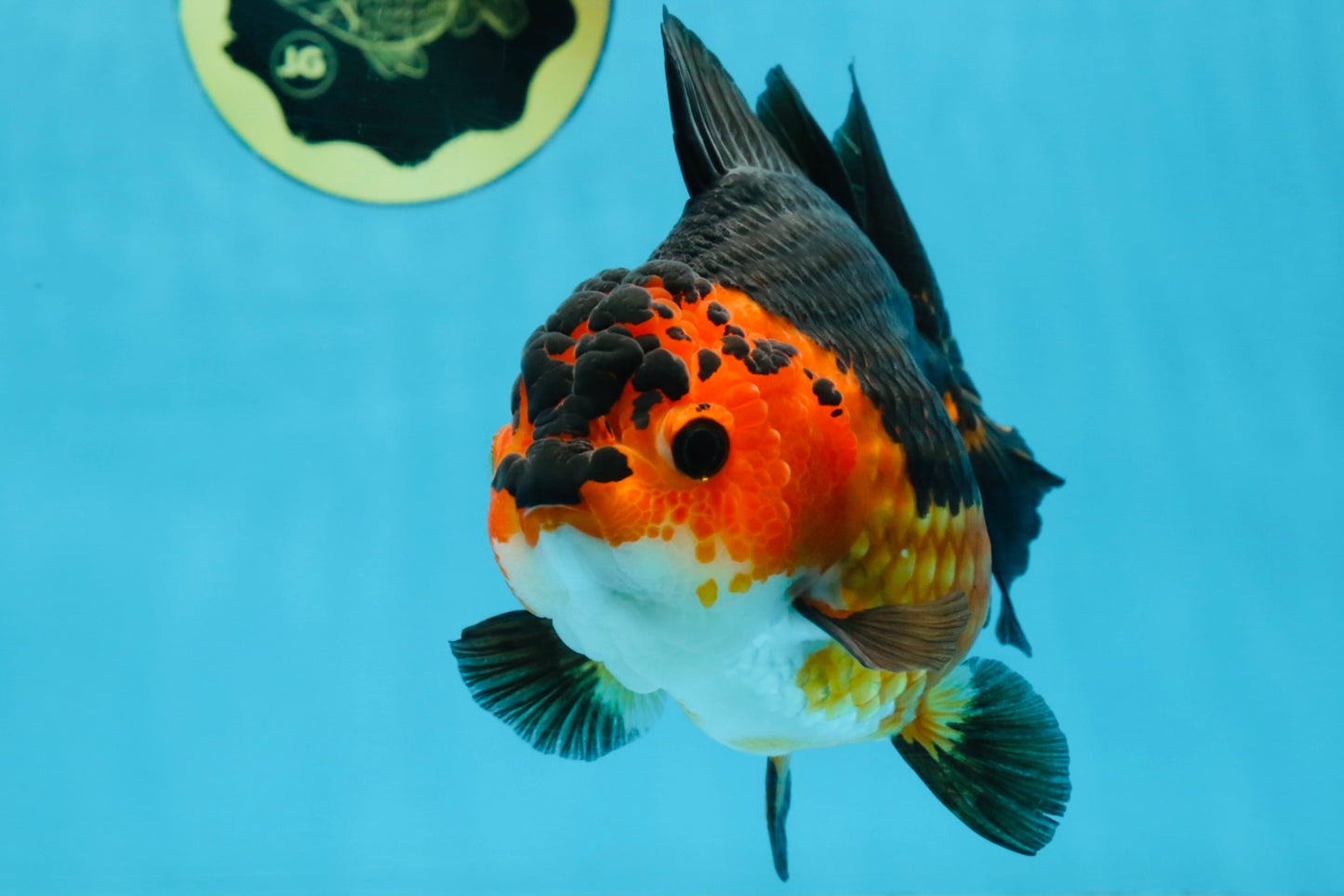 A Grade SPECIAL Apache Yuanbao Female 5.5 inches #100325YB_04