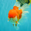 AAA Grade Super Red White Oranda Male 7.5-8 inches #061926OR_03
