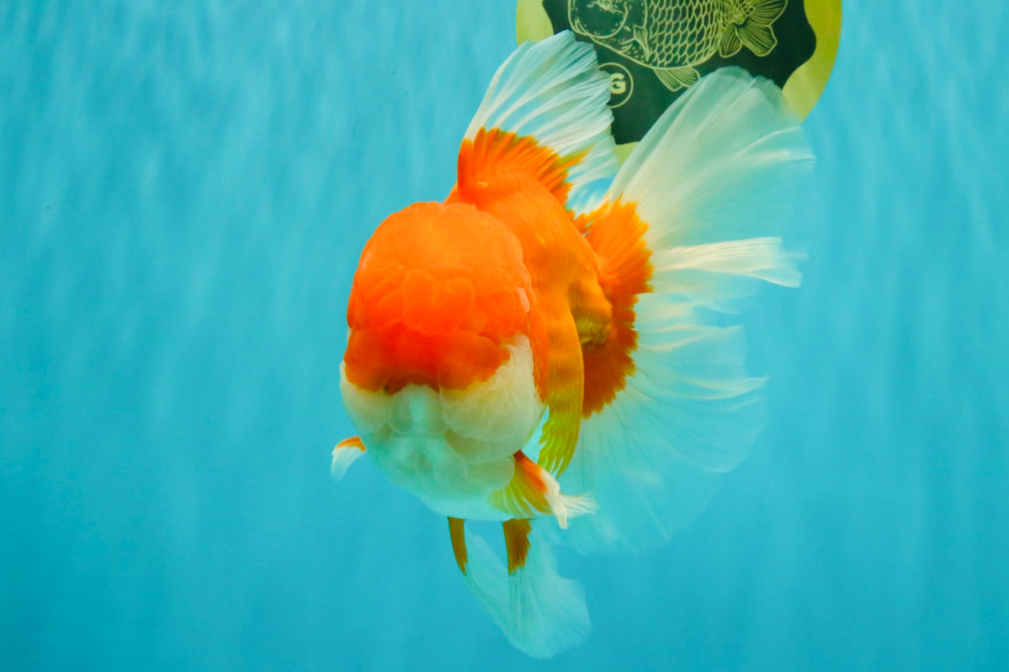 AAA Grade Super Red White Oranda Male 7.5-8 inches #061926OR_03