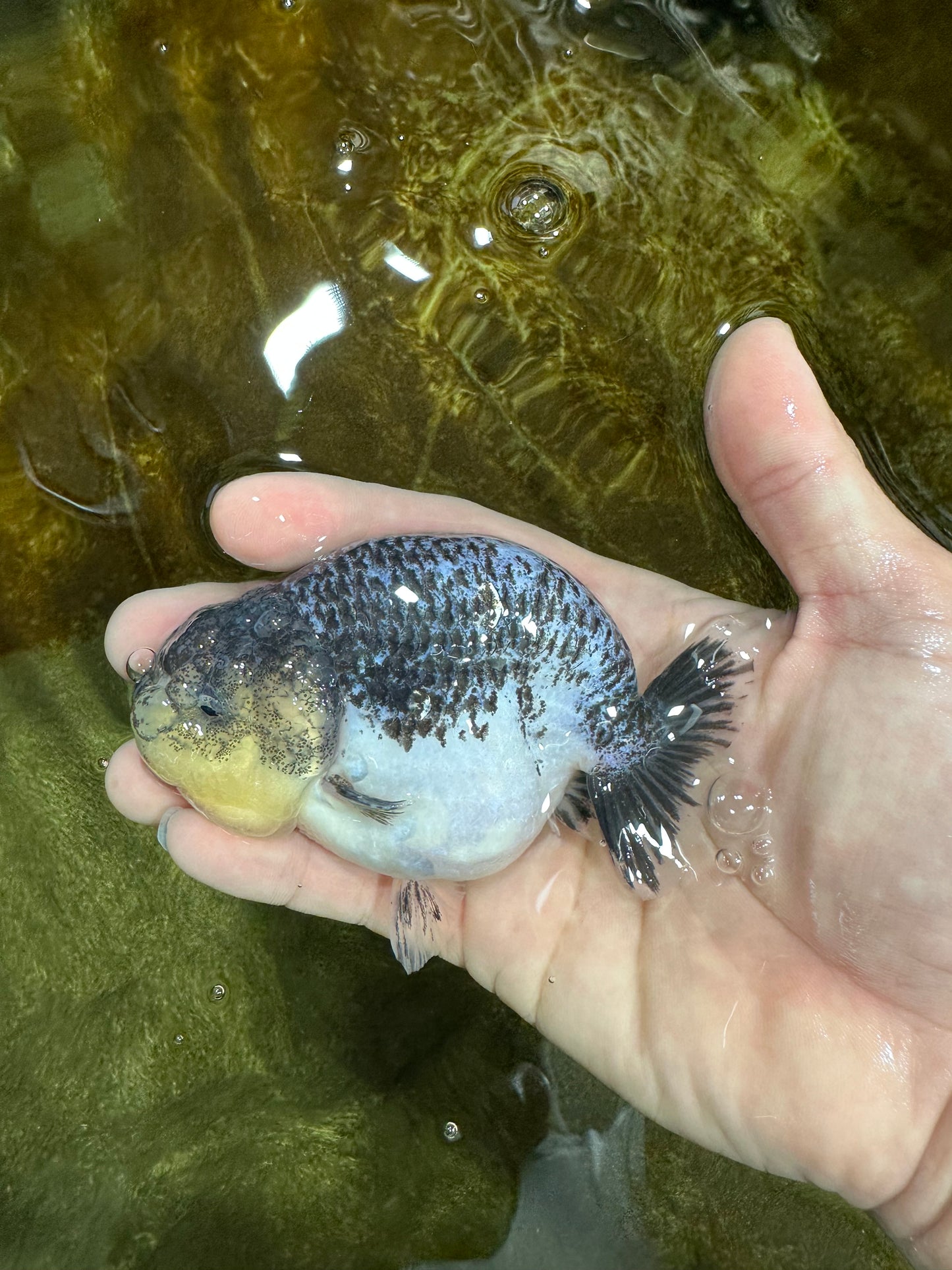 A Grade Beautiful Kirin Female LionQueen 4 inches #060625LC_03