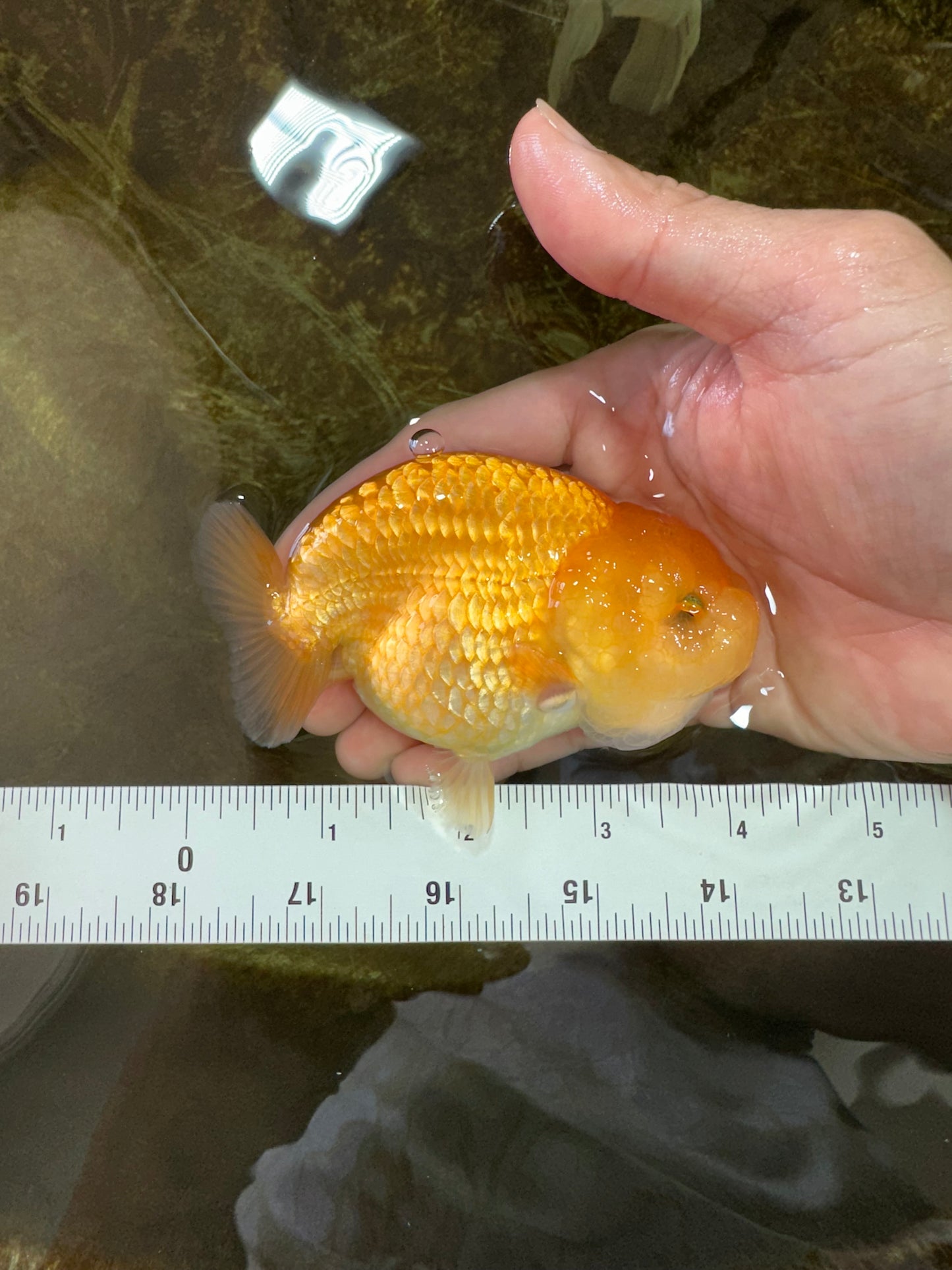 Cheese LionChu Female 4 inches #070425LC_14