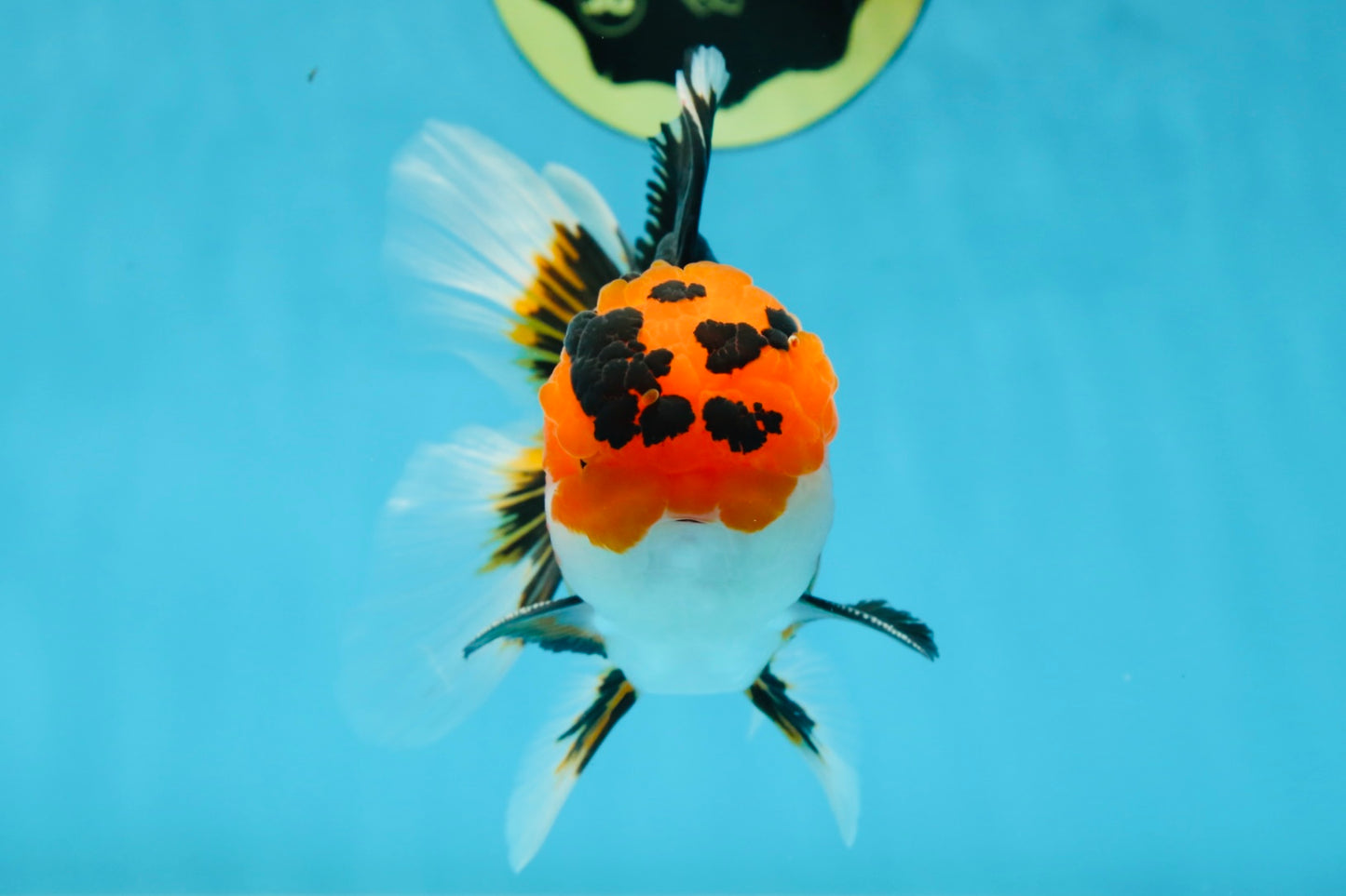 AAA Grade Tricolor Oranda Male 5-5.5 inches #051625OR_24