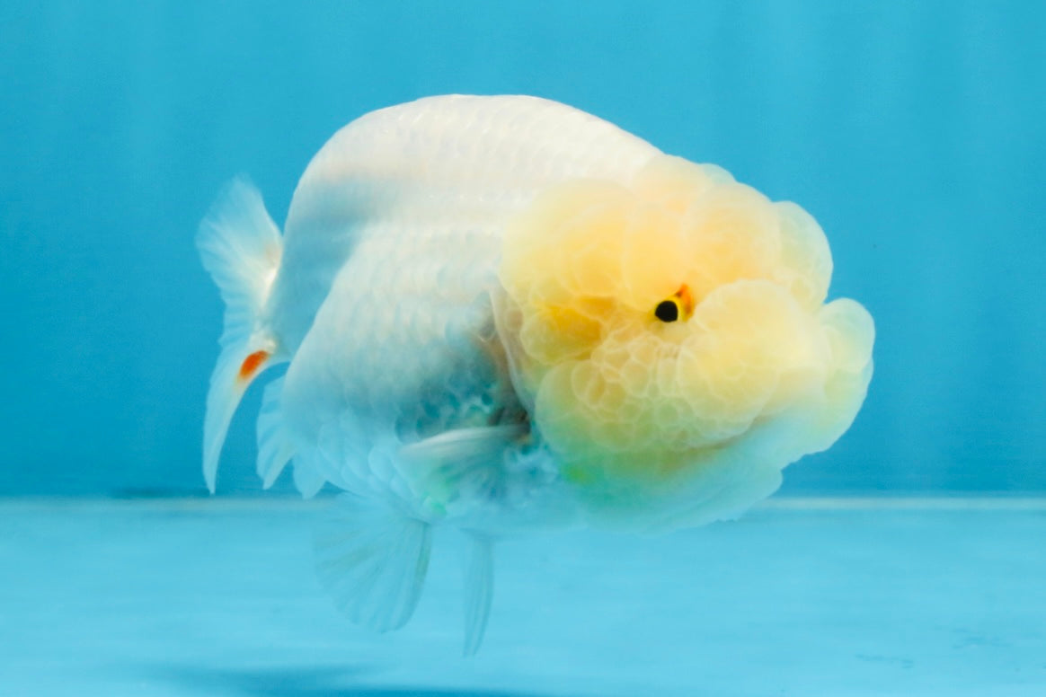 A Grade White LionQueen 4 inches #103125LC_26