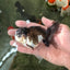 Panda Oranda Male 4 inches #110124OR_14