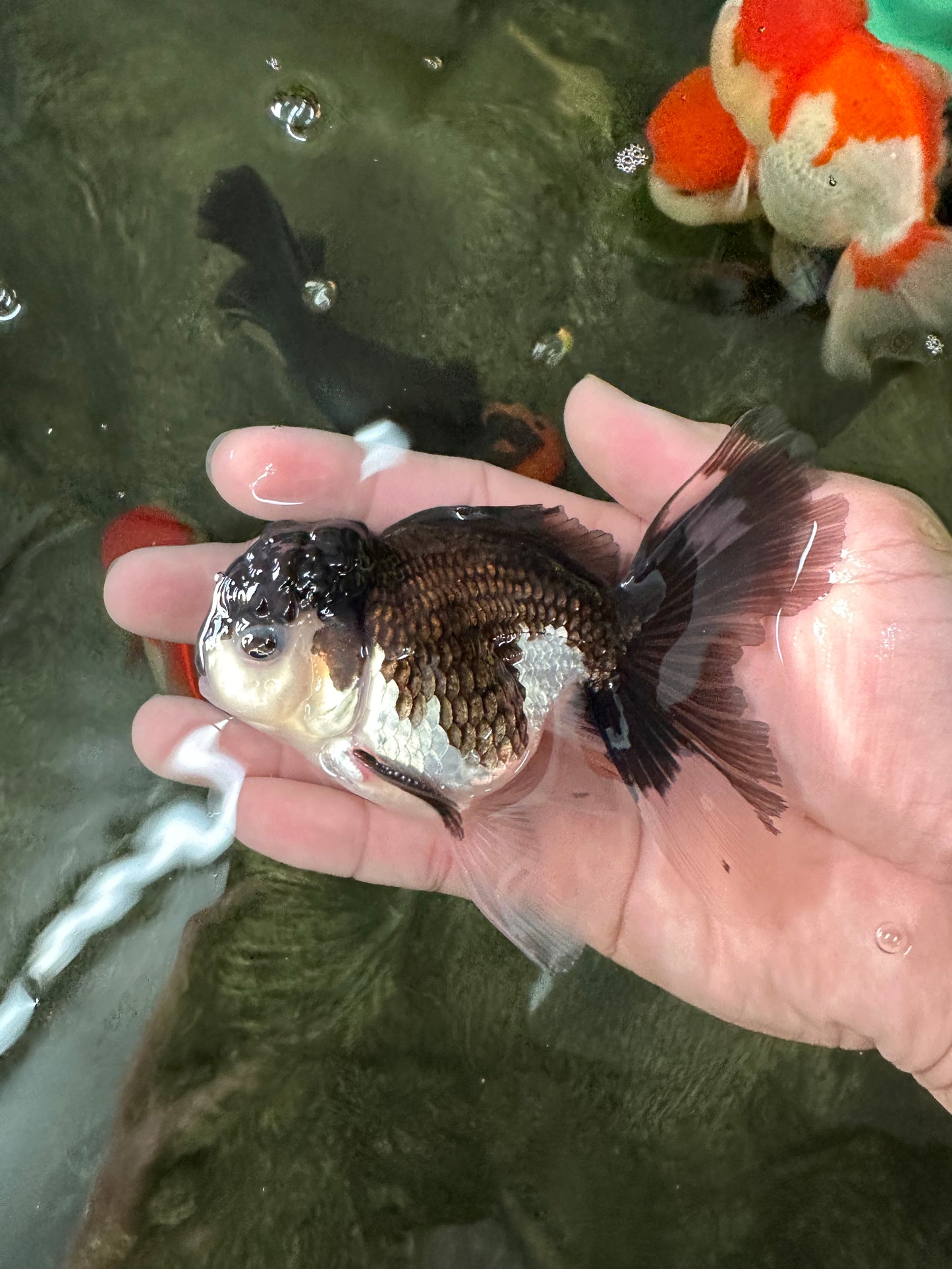 Panda Oranda Male 4 inches #110124OR_14