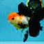 Fluffy Tail A Grade Tricolor Oranda Female 5-5.5 inches #042525OR_04