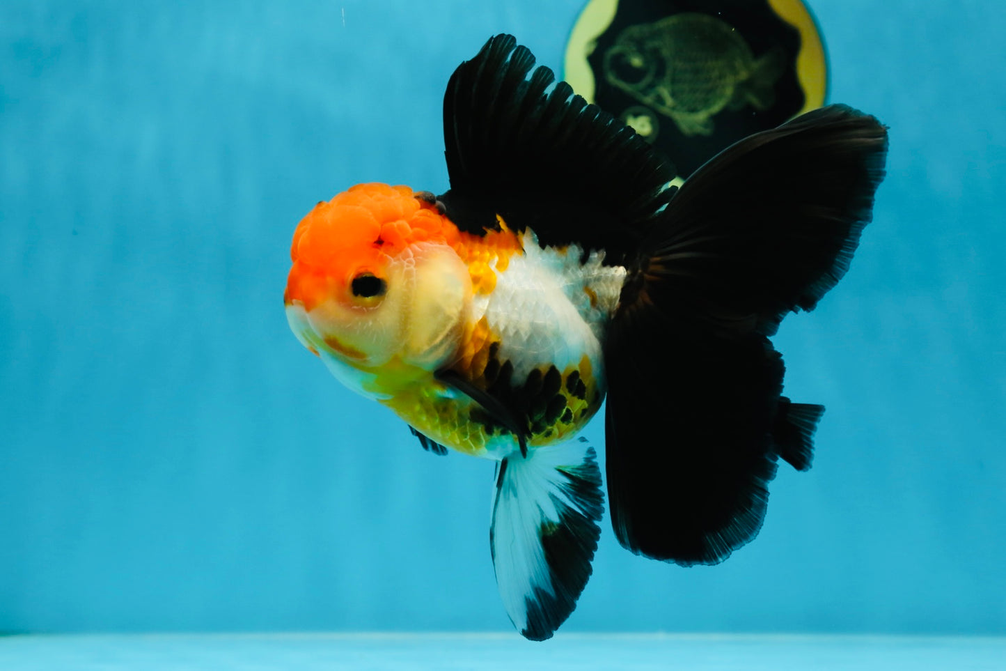 Fluffy Tail A Grade Tricolor Oranda Female 5-5.5 inches #042525OR_04
