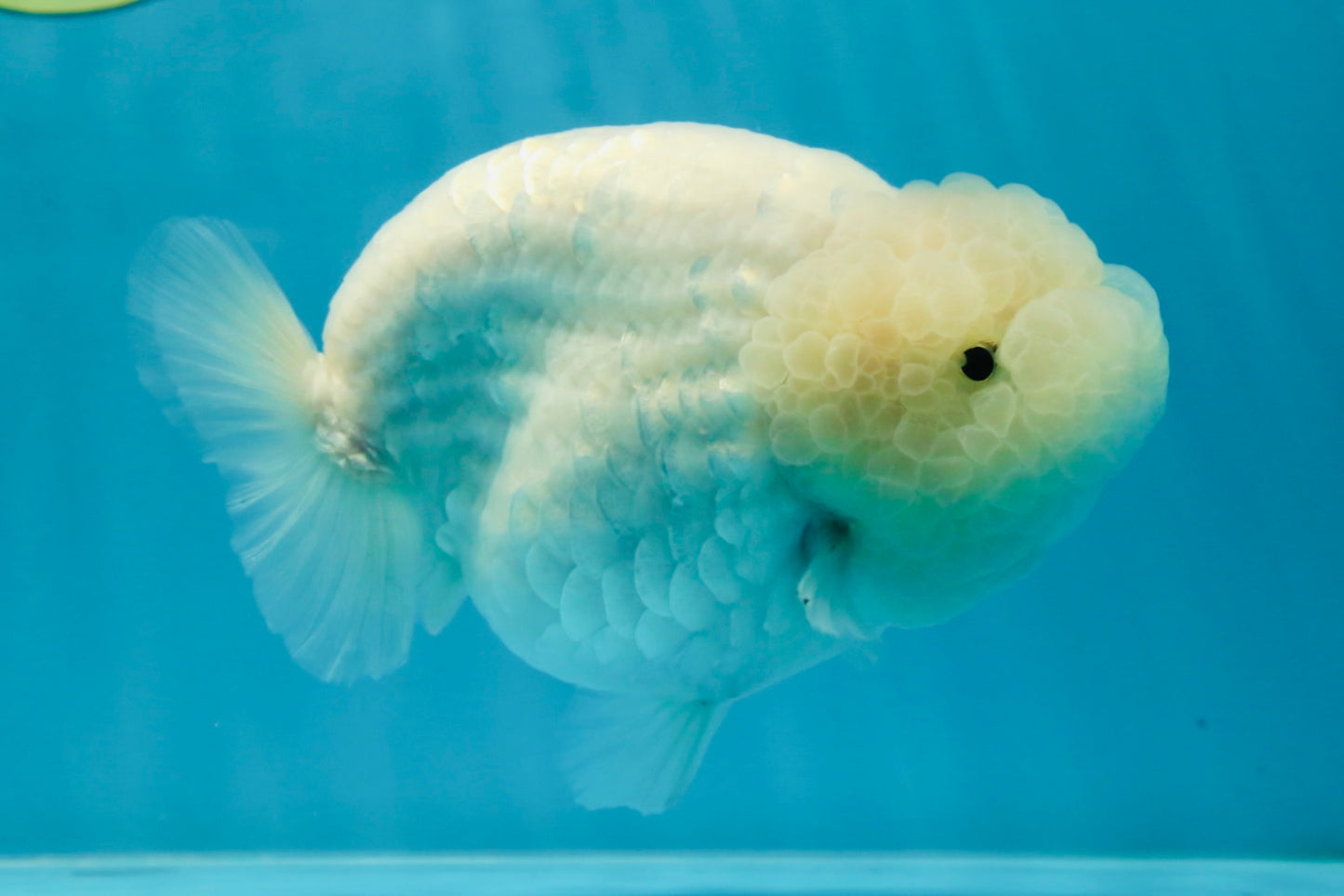 RARE A Grade Sakura Snow White LionQueen 5-5.5 inches #050225LC_13