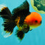 A Grade Apache Oranda Male 5.5 inches #102326OR_15