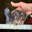 AAA Grade JUMBO Godzilla Kirin Oranda Male 5.5-6 inches #101725OR_24