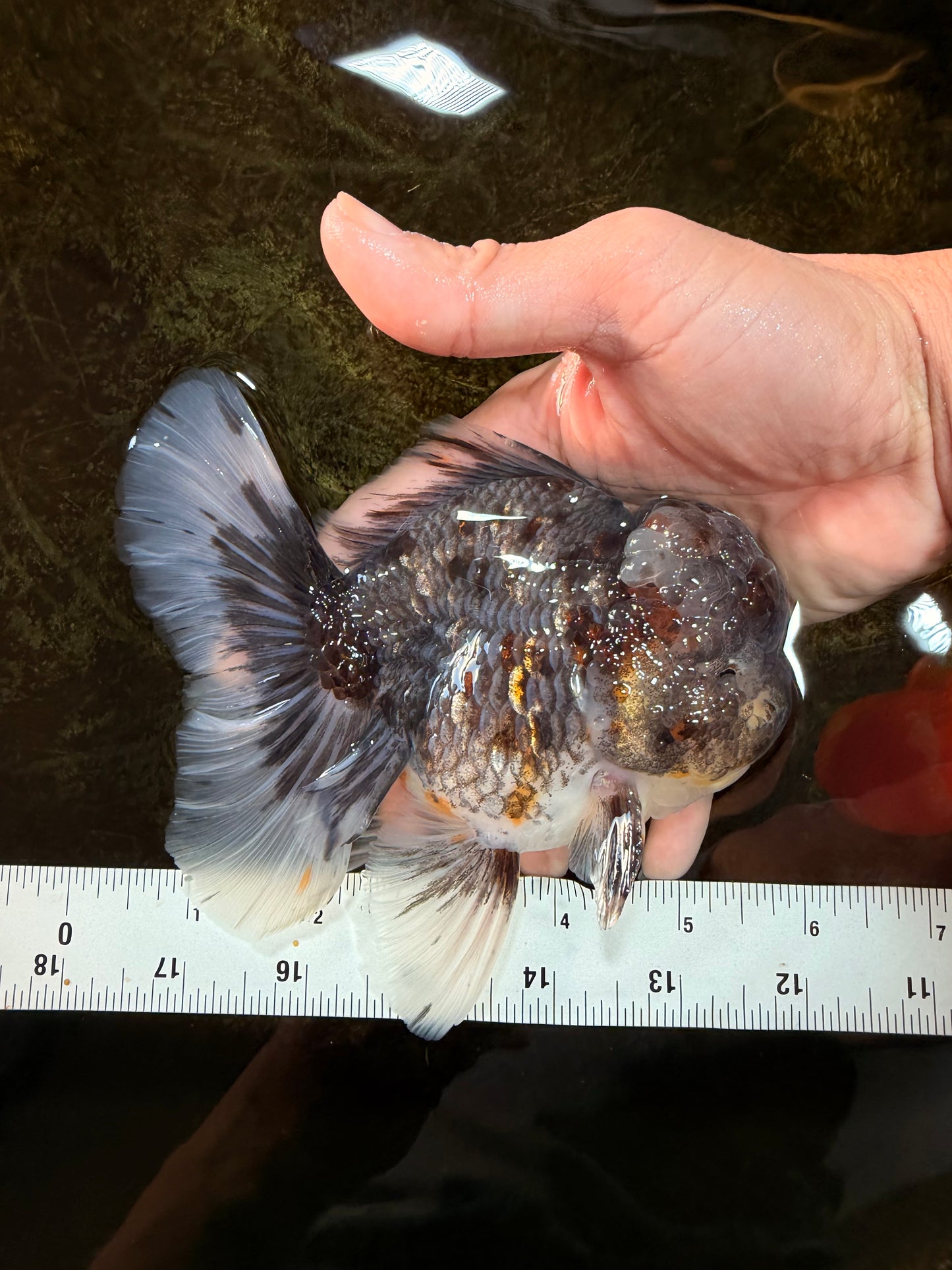 AAA Grade JUMBO Godzilla Kirin Oranda Male 5.5-6 inches #101725OR_24