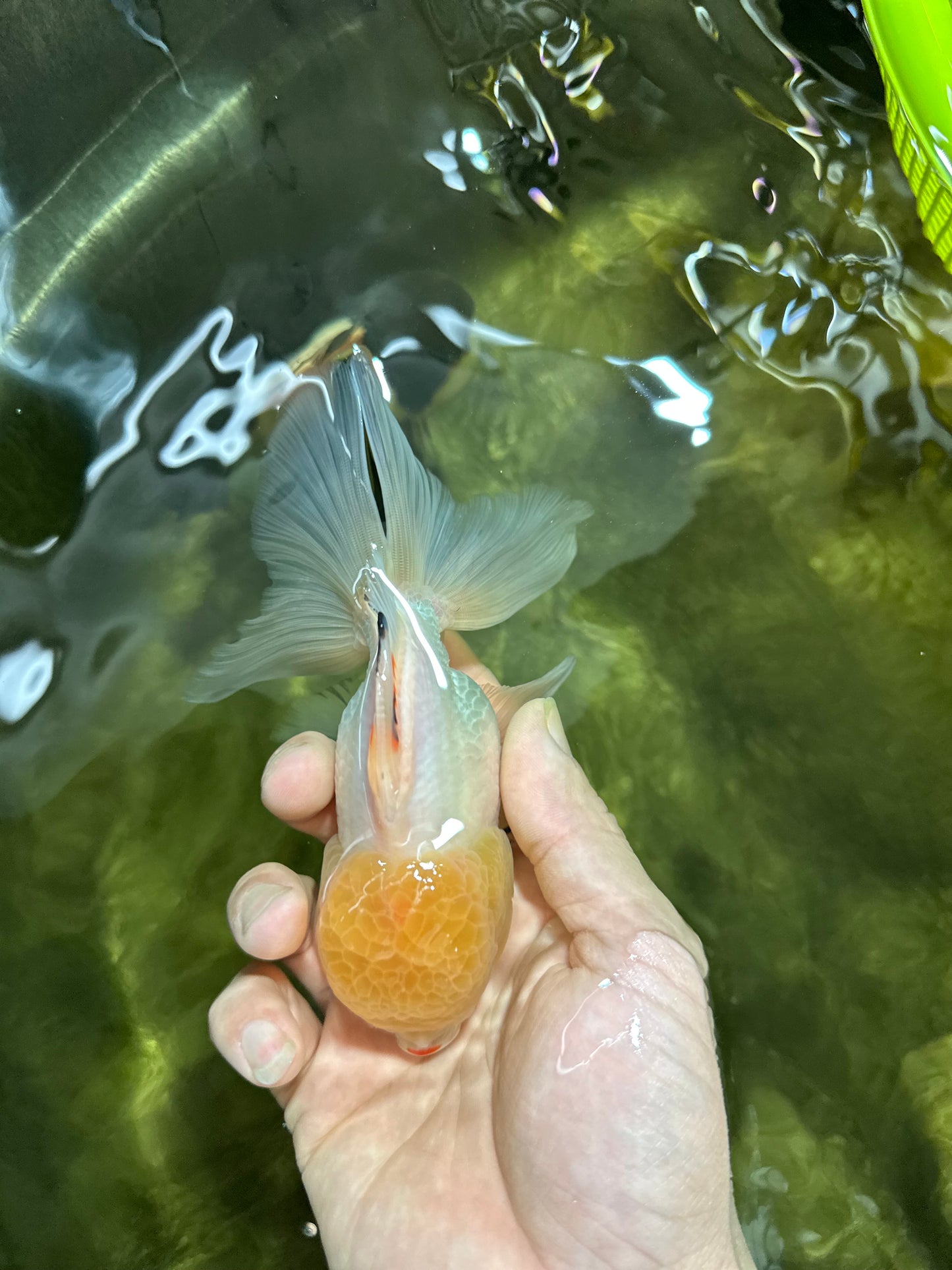 A Grade White Buttoned Eyes Oranda Male 4.5-5 inches #042525OR_09
