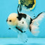 A Grade Panda Oranda Male 5.5 inches #120624OR_01