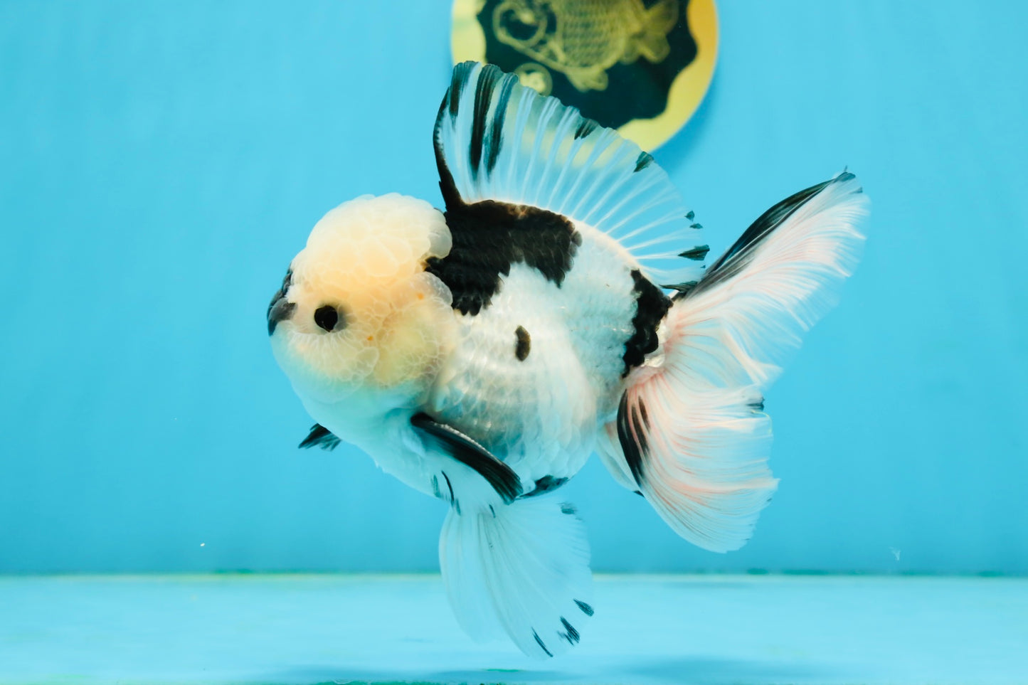 A Grade Panda Oranda Male 5.5 inches #120624OR_01