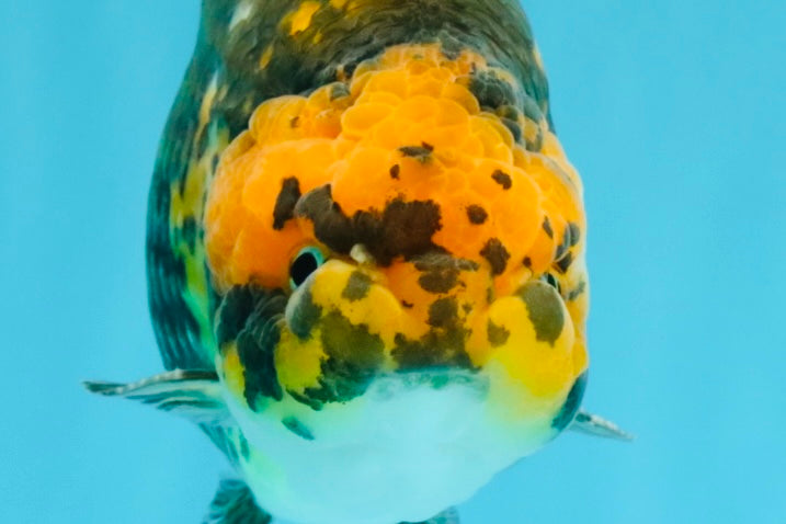 Chinese Apache Ranchu Male 6 inches #041026RC_22