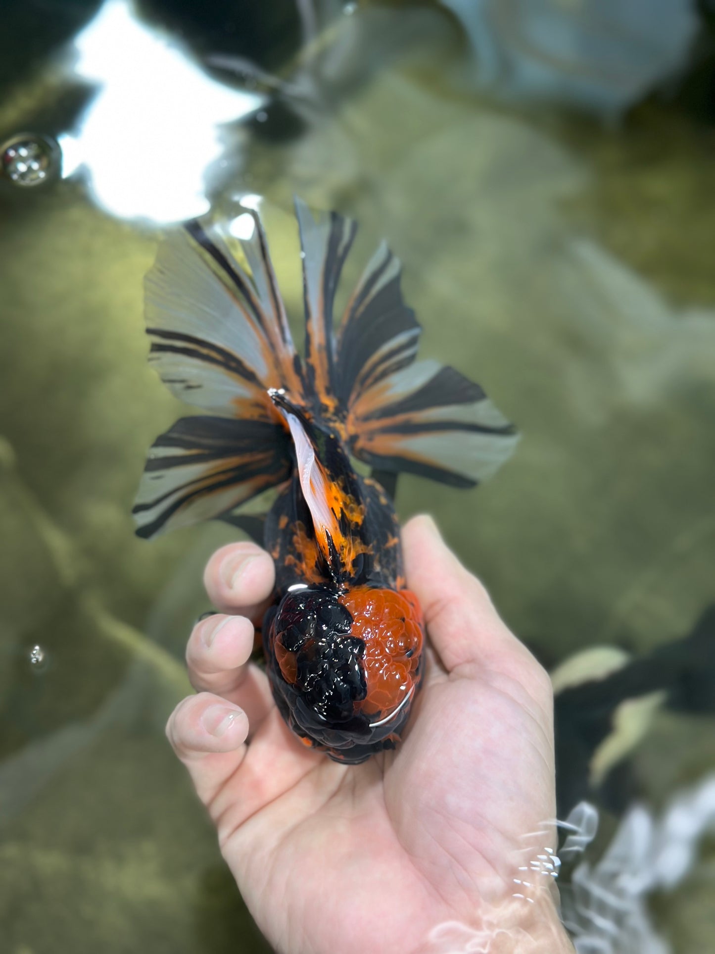 A Grade Stunning RARE Butterfly tail Tiger Oranda Female 5.5 inches #010325OR_04