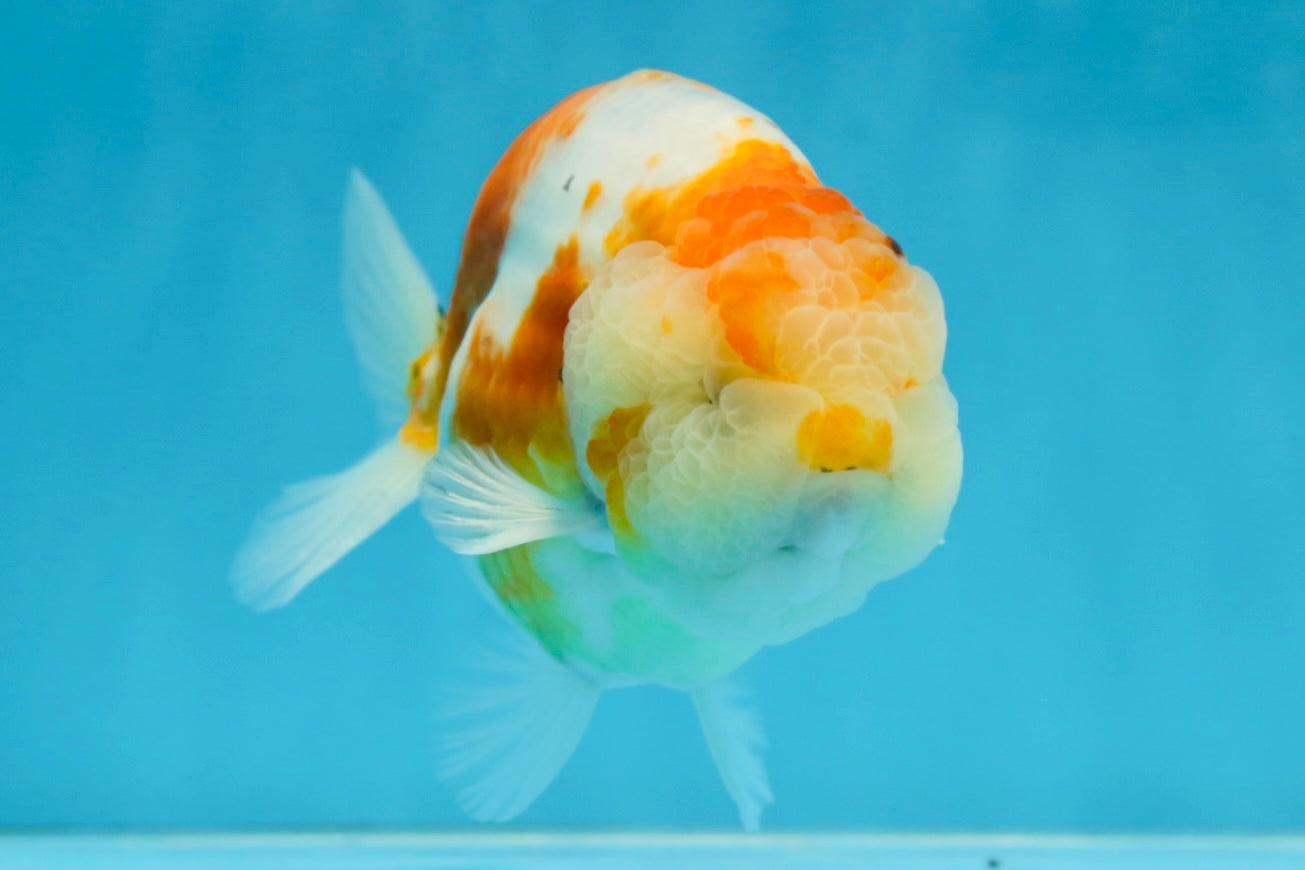 AAA Grade CHUBBY Sakura LionKing 5 inches #062025LC_03