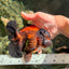 UNIQUE A Grade Lava Apache Oranda Male 5.5  inches #050826OR_04