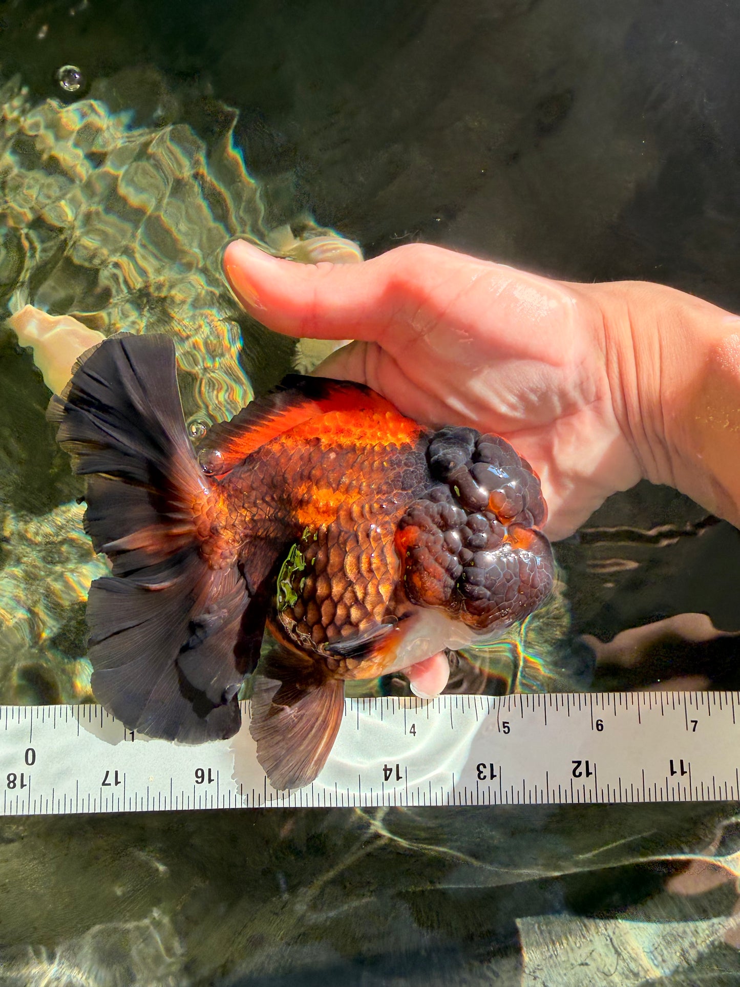 UNIQUE A Grade Lava Apache Oranda Male 5.5  inches #050826OR_04