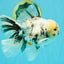 A Grade White Tiger Oranda Male 7 inches #082126OR_15
