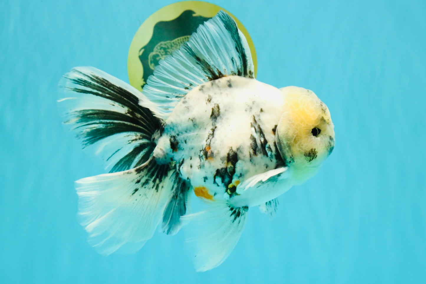 A Grade White Tiger Oranda Male 7 inches #082126OR_15