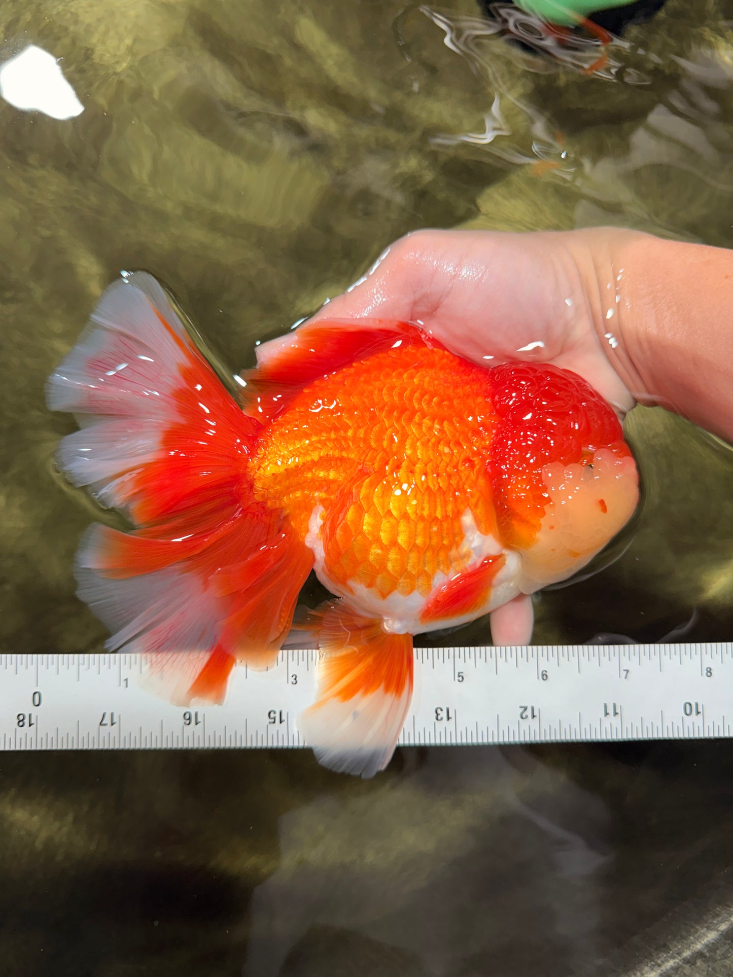 JUMBO A Grade Godzilla Red White Oranda Male 7 inches #031326OR_03