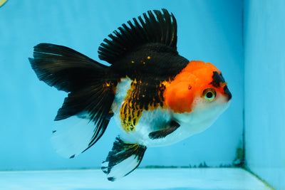 Tricolor Oranda Female 5 inches #091925OR_07