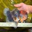 BULLDOG AAA Grade Red Head Kirin Calico Oranda Male 6.5 inches #022026OR_06