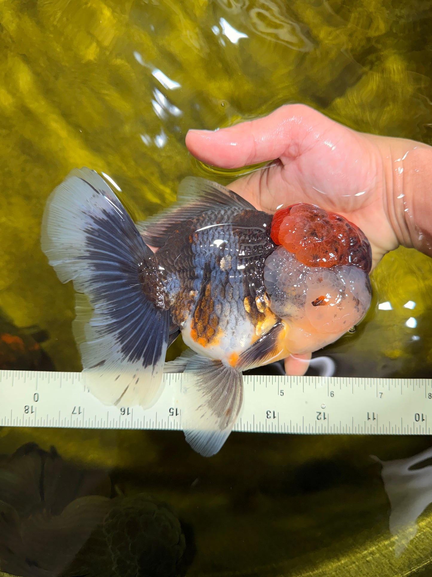 BULLDOG AAA Grade Red Head Kirin Calico Oranda Male 6.5 inches #022026OR_06