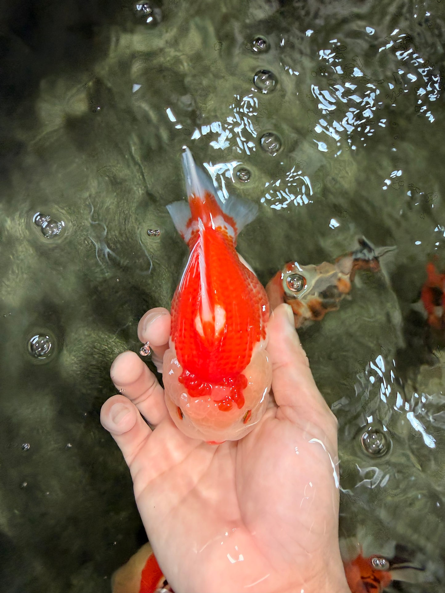 AAA Grade Red White Yuanbao Male 5 inches #072426YB_23