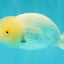 White Lionchu Female 4 inches #051526LC_13