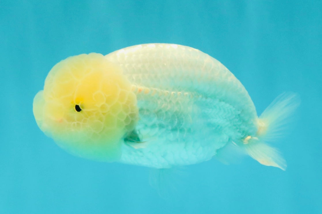 White Lionchu Female 4 inches #051526LC_13